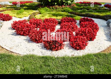 Una bella begonia fiorita che cresce nel giardino cittadino. Concetto di piantagione e giardinaggio. Lussureggianti e colorati fiori da giardino nel parco cittadino. Selectiv Foto Stock