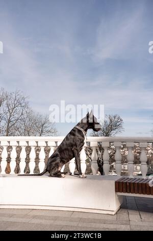 Il giovane nero Great Dane posa in città Foto Stock