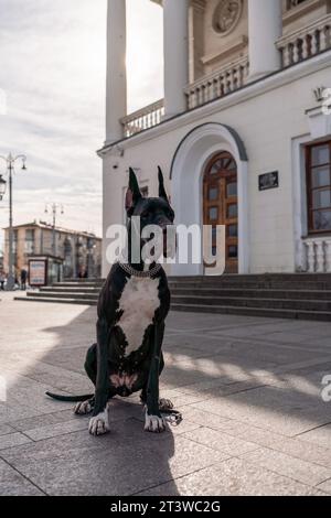 Il giovane nero Great Dane posa in città Foto Stock