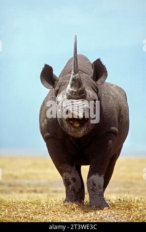 Rinoceronte nero (Diceros bicornis) AKA: Rinoceronte nero e rinoceronte con labbra di uncino, Tanzania, Africa Foto Stock