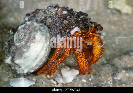 Granchio eremita dalle macchie bianche (Dandanus megistos), grande Barriera Corallina, Australia Foto Stock