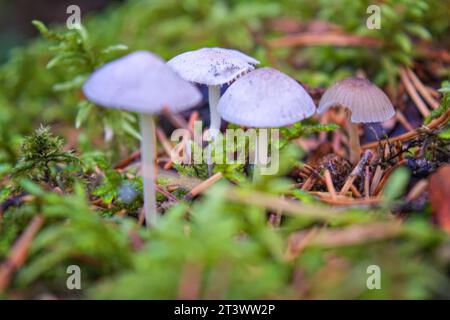 Piccoli funghi mycena marroni tra muschio verde con poca profondità di campo. Vista dall'alto dei tappi a fungo. Foto Stock