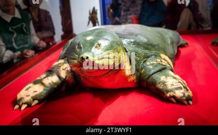 Una tartaruga Swinhoe Softshell (Rafetus swinhoei) conservata in mostra nel tempio Ngoc Son, Hoan Kiem, Hanoi, Vietnam. La venerata tartaruga, che viveva in H Foto Stock