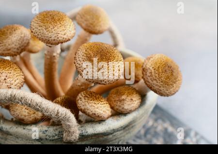 funghi freschi della foresta funghi del miele in una ciotola artigianale fatta a mano su una tavola di legno. Foto Stock