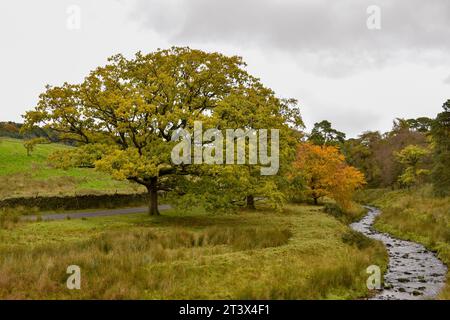 Una piccola fila di alberi dai colori dell'inizio dell'autunno tra un fiume e una stretta strada rurale con un muro di pietra che lo costeggia. Foto Stock