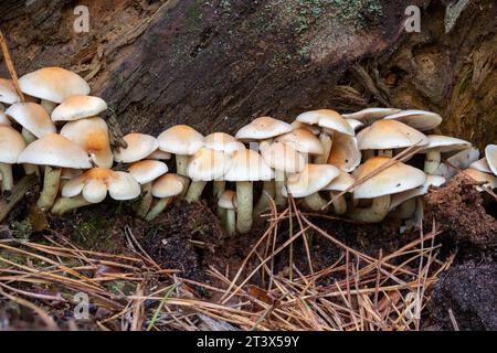 Primo piano di un gruppo di funghi porcini lievitati tra le foglie autunnali sul pavimento della foresta Foto Stock