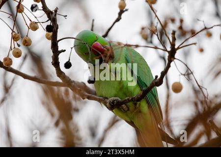 Parakeet dagli anelli di rosa che si nutrono del ramo di un albero a Madrid, questo uccello è una specie invasiva Foto Stock