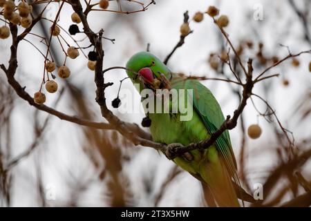 Parakeet dagli anelli di rosa che si nutrono del ramo di un albero a Madrid, questo uccello è una specie invasiva Foto Stock