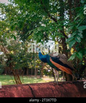 Peacock colora la natura miami Florida Foto Stock