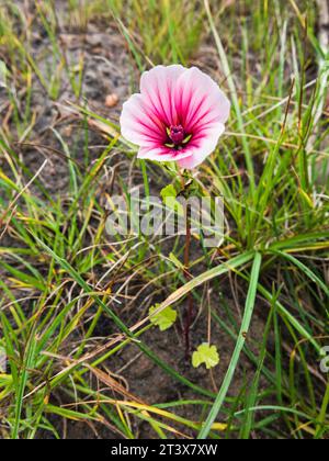 Fiore di malva, Malva sylvestris cresce in Cambogia, Northumberland, Regno Unito Foto Stock