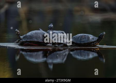 Quattro tartarughe rosse Slider nel lago Foto Stock