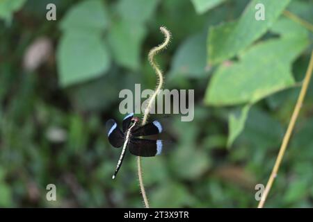 Splendida vista di un maschio Pied Paddy Skimmer Dragonfly (Neurothemis Tullia) arroccato su un alto fusto di vite pelosa. Questa libellula alata nera ha il rosso Foto Stock