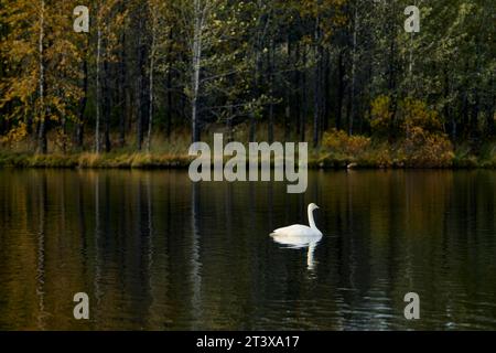 Cigno bianco che galleggia sul lago in autunno Foto Stock