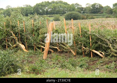 Montanti in legno utilizzati per la posa di siepi in un'azienda agricola. Foto Stock
