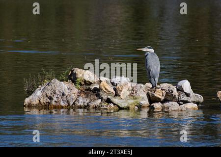Heron arroccato su un'isola rocciosa nel mezzo del lago Daumesnil, nei boschi di Vincennes, Parigi, Francia Foto Stock