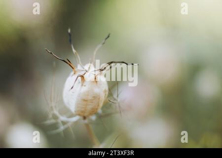 Primo piano su un ciuffo di fiori secchi - sfondo naturale beige Foto Stock
