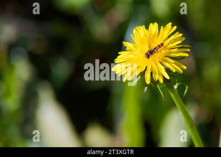 Marmellata hoverfly su un dente di leone fiorito Foto Stock