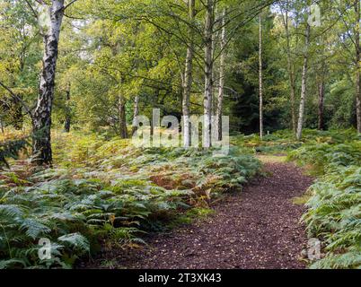 Sentiero che conduce ha gettato Autumn Landscape of Trees and Ferns, Harcourt Arboretum, Oxford, Oxfordshire, Inghilterra, REGNO UNITO, REGNO UNITO. Foto Stock