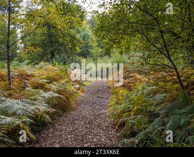 Sentiero che conduce ha gettato Autumn Landscape of Trees and Ferns, Harcourt Arboretum, Oxford, Oxfordshire, Inghilterra, REGNO UNITO, REGNO UNITO. Foto Stock