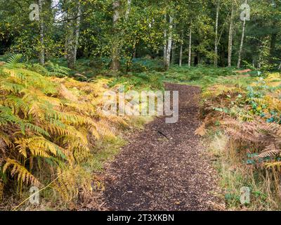 Sentiero che conduce ha gettato Autumn Landscape of Trees and Ferns, Harcourt Arboretum, Oxford, Oxfordshire, Inghilterra, REGNO UNITO, REGNO UNITO. Foto Stock