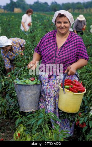 Bulgaria, regione di Dobrich, donne al lavoro nel campo della paprika, raccolta. Foto Stock