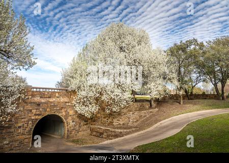 Primavera in Texas, pere di Bradford in piena fioritura Foto Stock