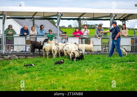 shepherd Dog Training, Caherconnell Fort, The Burren, County Clare, Irlanda, Regno Unito. Foto Stock