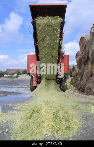 SERBIA, Vojvodina, preparazione per l’insilaggio del granturco per l’alimentazione degli animali o delle piante di biogas / SERBIEN, Region Vojvodina, Zubereitung Maissilage für Biogasanlage oder als Tierfutter Foto Stock