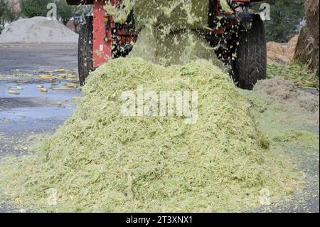 SERBIA, Vojvodina, preparazione per l’insilaggio del granturco per l’alimentazione degli animali o delle piante di biogas / SERBIEN, Region Vojvodina, Zubereitung Maissilage für Biogasanlage oder als Tierfutter Foto Stock