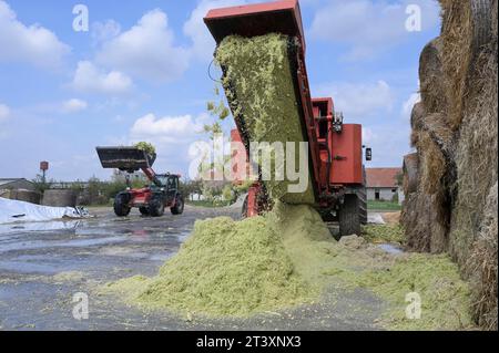 SERBIA, Vojvodina, preparazione per l’insilaggio del granturco per l’alimentazione degli animali o delle piante di biogas / SERBIEN, Region Vojvodina, Zubereitung Maissilage für Biogasanlage oder als Tierfutter Foto Stock