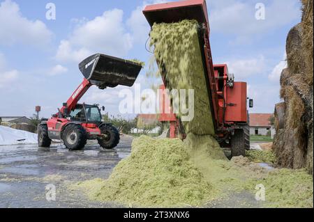 SERBIA, Vojvodina, preparazione per l’insilaggio del granturco per l’alimentazione degli animali o delle piante di biogas / SERBIEN, Region Vojvodina, Zubereitung Maissilage für Biogasanlage oder als Tierfutter Foto Stock