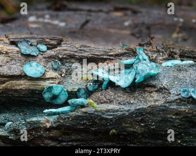 Chlorociboria aeruginascens, noto anche come fungo Green Wood Cup. REGNO UNITO. Foto Stock