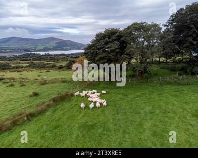 Piccolo gregge di pecore, Castlequin Loop Walk, Cahersiveen, Irlanda, Regno Unito. Foto Stock