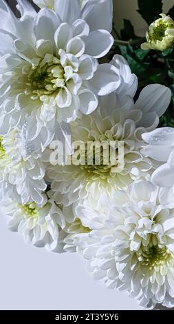 Bouquet di crisantemi bianchi. Ci sono gocce d'acqua e gioielli sui petali. Può essere utilizzato per schede, copertine. Foto Stock