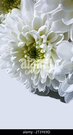 Bouquet di crisantemi bianchi. Ci sono gocce d'acqua e gioielli sui petali. Può essere utilizzato per schede, copertine. Foto Stock