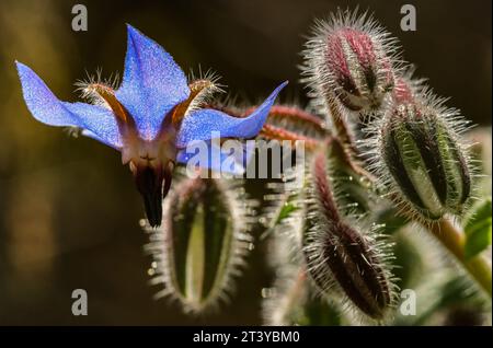 Borragine, fiore di borragine (Borago offiicinalis) Foto Stock