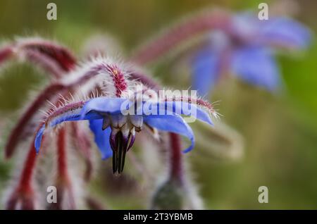 Borragine, fiore di borragine (Borago officinalis) Foto Stock