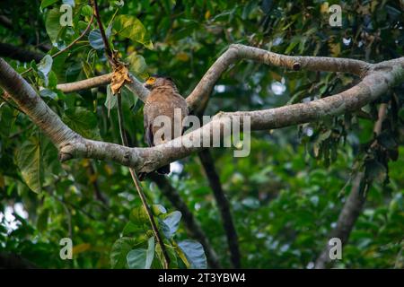 Closeup of a wild crested serpent eagle on a tree in the jungle Stock Photo