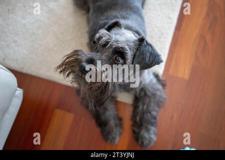 Primo piano di un cane nero mini schnauzer sdraiato sul pavimento nel soggiorno. Accogliente, concetto di amici animali. Foto Stock