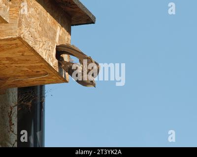 Adulti Common Swift (Apus apu) che volano da un nido di nidificazione in, Box, Wiltshire, Regno Unito, giugno. Foto Stock