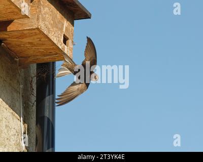 Adulti Common Swift (Apus apu) che volano da un nido di nidificazione in, Box, Wiltshire, Regno Unito, giugno. Foto Stock