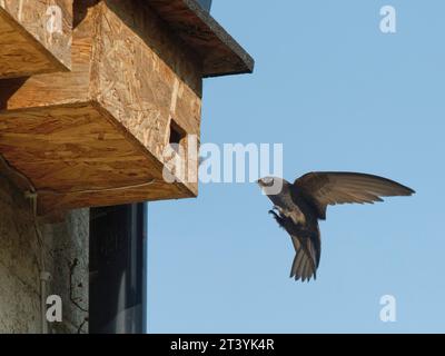 Adulti Common Swift (Apus apu) che volano verso un nido ha appena iniziato la costruzione del nido con i suoi piccoli piedi sollevati per l'atterraggio, Box, Wiltshire, Regno Unito, giugno Foto Stock