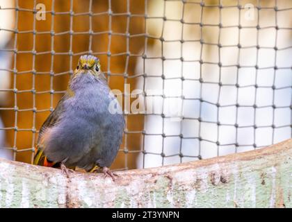 Raro e colorato songbird con ali arancioni e faccia nera. Si trova nelle foreste montane della Thailandia. Foto Stock