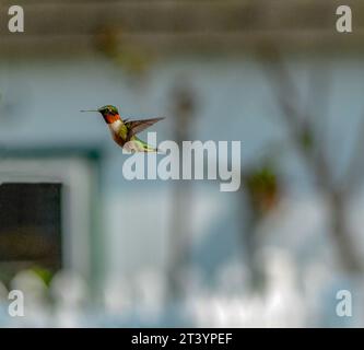 Rubino maschio gettava colibrì in balia Foto Stock