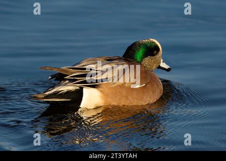 Questa fotografia cattura un Wigeon americano (maschio) in una mattina d'inverno. I maschi hanno una maschera di piume verdi intorno agli occhi e un cappuccio color crema. Foto Stock