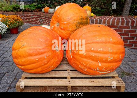 Tre enormi zucche su un pallet in mostra in primo piano con altre zucche e zucche sullo sfondo in autunno Foto Stock