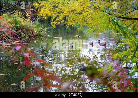 Autunno, anatre sul fiume, autunno colorato, Anas platyrhynchos Foto Stock