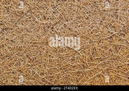 Immagine di sfondo a tinta unita in fibra di cocco. Il materiale viene utilizzato per molti scopi, tra cui il giardinaggio e la produzione di tappetini per porte, spazzole e materassi. Foto Stock