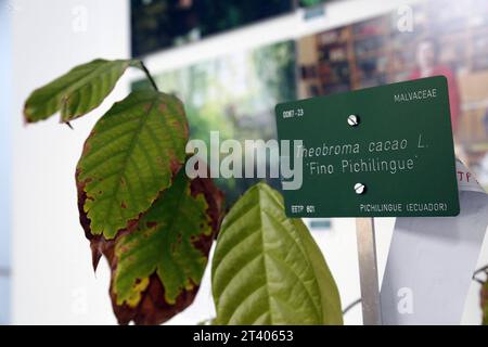 INT-CSIC-ECUADOR-ESPANA-CACAO El embajador del Ecuador en Espana, AndrÃ s Vallejo c, junto a la directora del Real Jardin Botanico-CSIC de Madrid, Maria-Paz Martin iy la vicepresidenta Adjunta de Internacionalizacion y Cooperacion del CSIC, Isabel Diaz Carretero d, durante la entrega de la primera planta de cacao de la variedad nacional fino arooma, en el Real Jardin Botanico en Madrid. FIN-INT-CSIC-ECUADOR-ESPAÃA-CACAO-d338779b76c109b4f3fe6d0d3ca869c2 *** INT CSIC ECUADOR SPAGNA CACAO l'Ambasciatore dell'Ecuador in Spagna, AndrÃ S Vallejo c, insieme al Direttore del Real Jardin Botanico Foto Stock