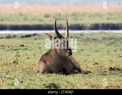 Waterbuck, Ellipsen-Wasserbock, cobe à croissant, Kobus ellipsiprymnus ellipsiprymnus, gyűrűsfarkú víziantilop, Chobe National Park, Botswana, Africa Foto Stock